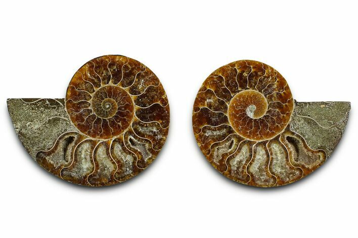Cut & Polished Ammonite Fossil - Madagascar #377545